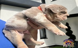 English Bulldog dogs for sale: QUALITY ENGLISH BULLDOG PUPPIES - Image 11