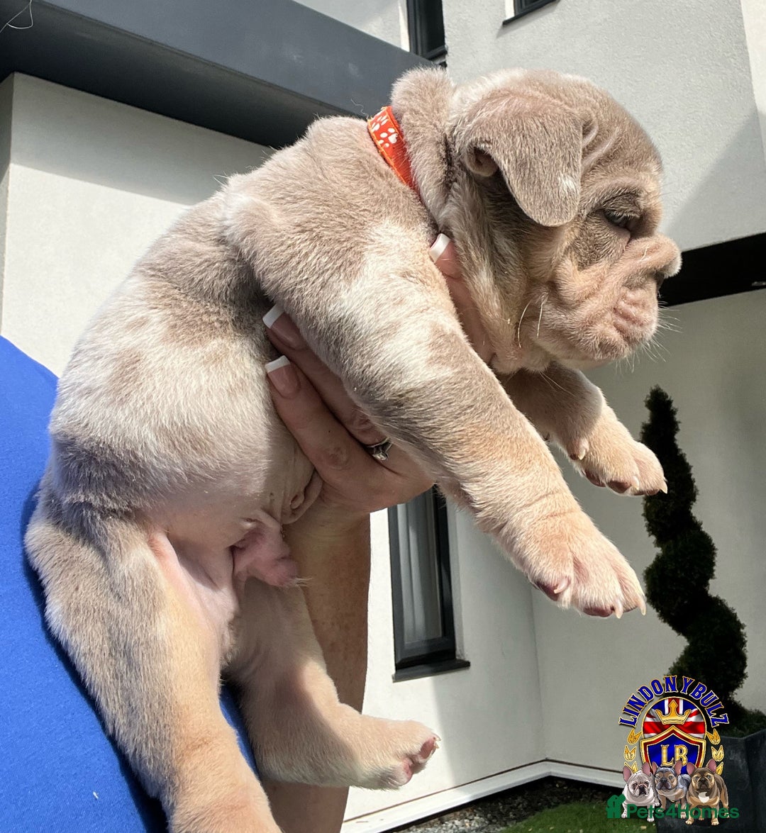 English Bulldog dogs for sale: QUALITY ENGLISH BULLDOG PUPPIES - Image 11