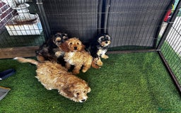 Cockapoo dogs for sale: Show cockapoos  - Image 5