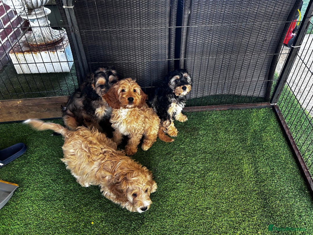 Cockapoo dogs for sale: Show cockapoos  - Image 5