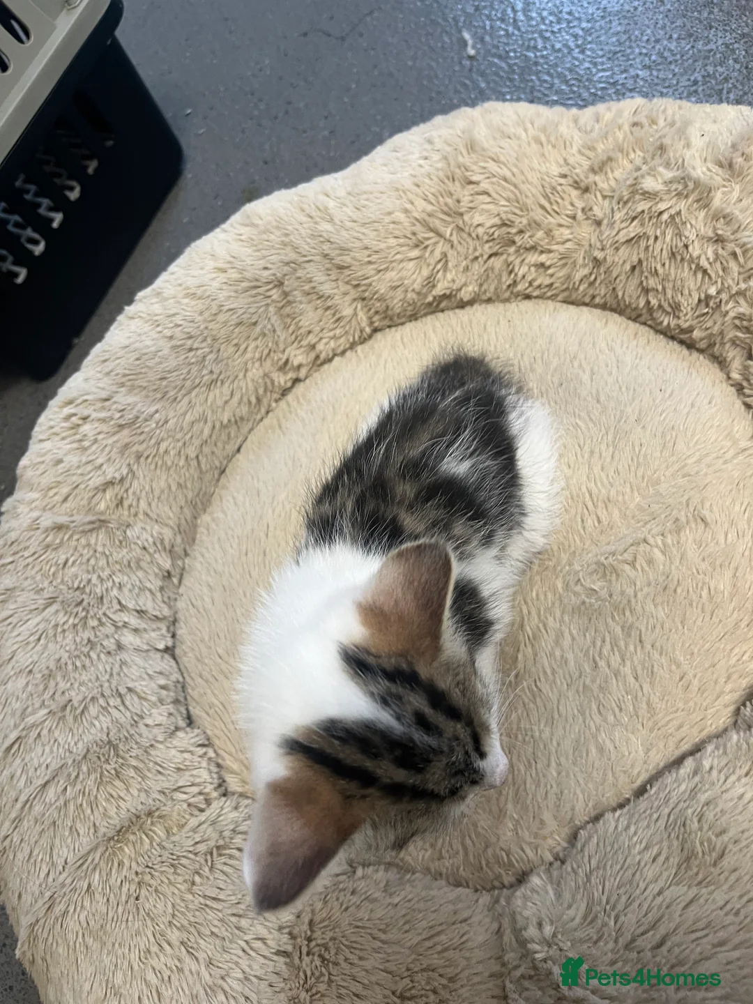 Mixed Breed cats for sale: Stunning 8 week old Mixed Breed Female kittens - Advert 10