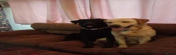 Labrador Retriever dogs for sale: 5 month old beautiful male Labrador for sale - Advert 16