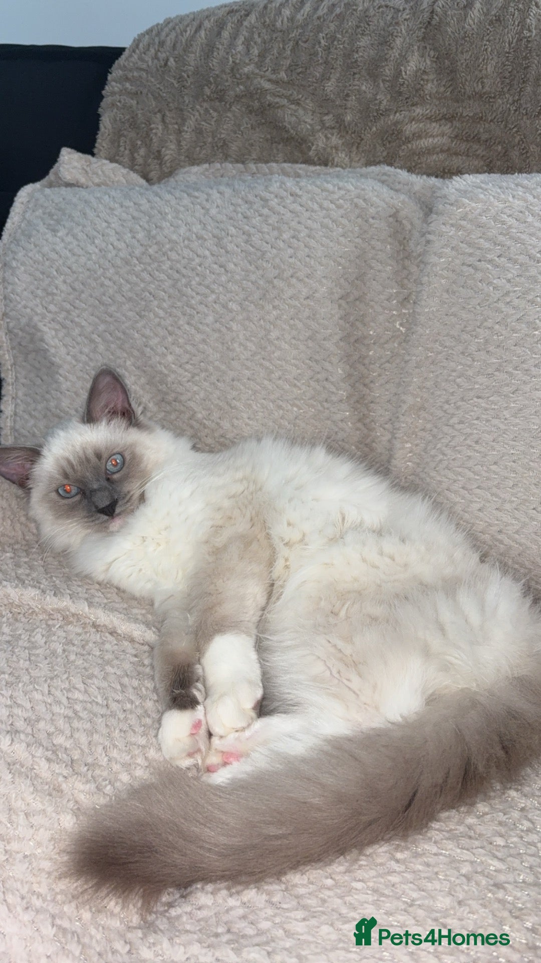 Ragdoll cats 6-Month-Old Male Ragdoll - Advert 2