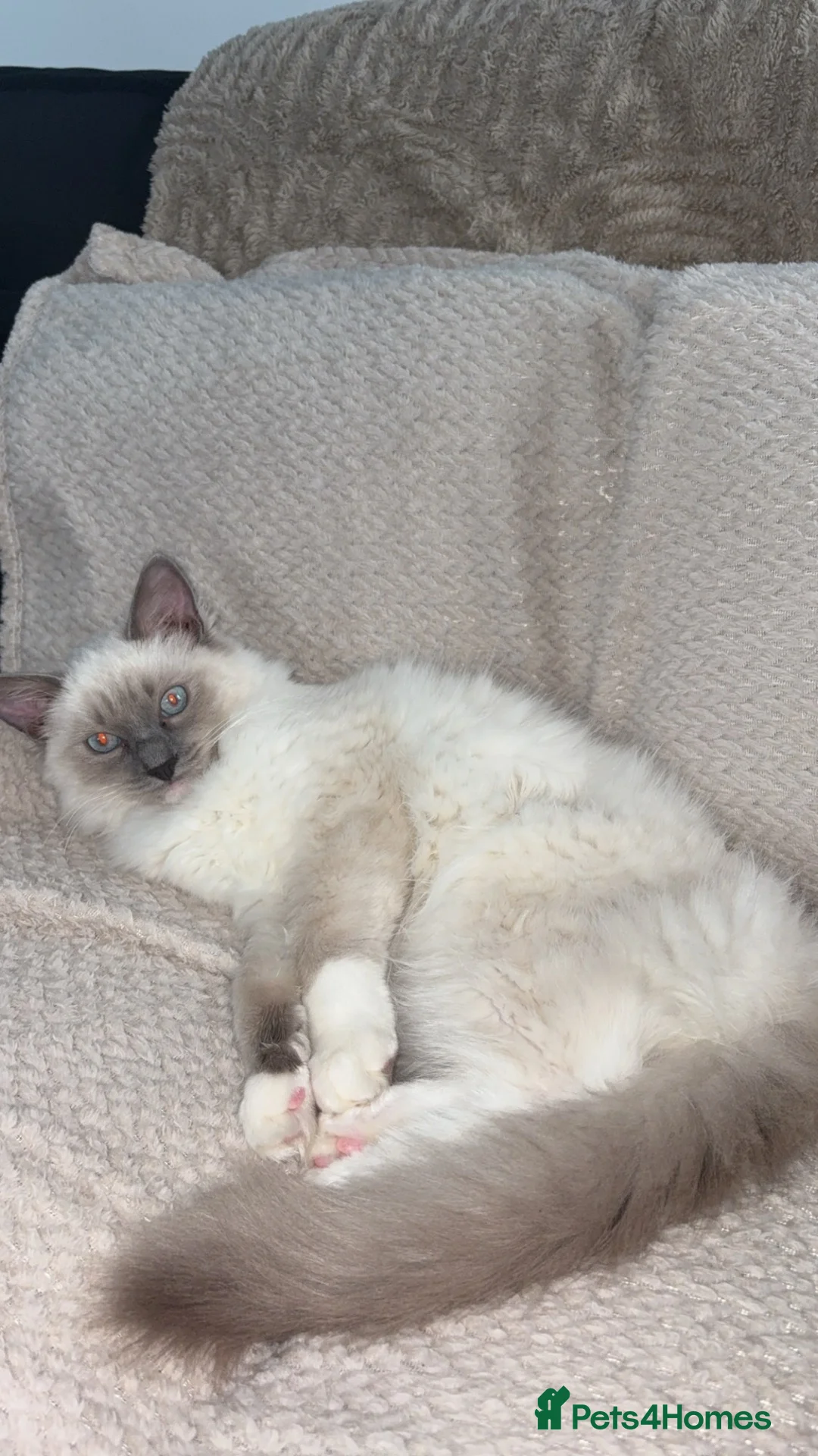 Ragdoll cats for sale: 6-Month-Old Male Ragdoll - Advert 1