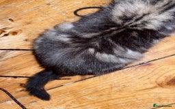 Bombay cats for sale: beautiful kittens looking for a happy safe home's  - Image 13