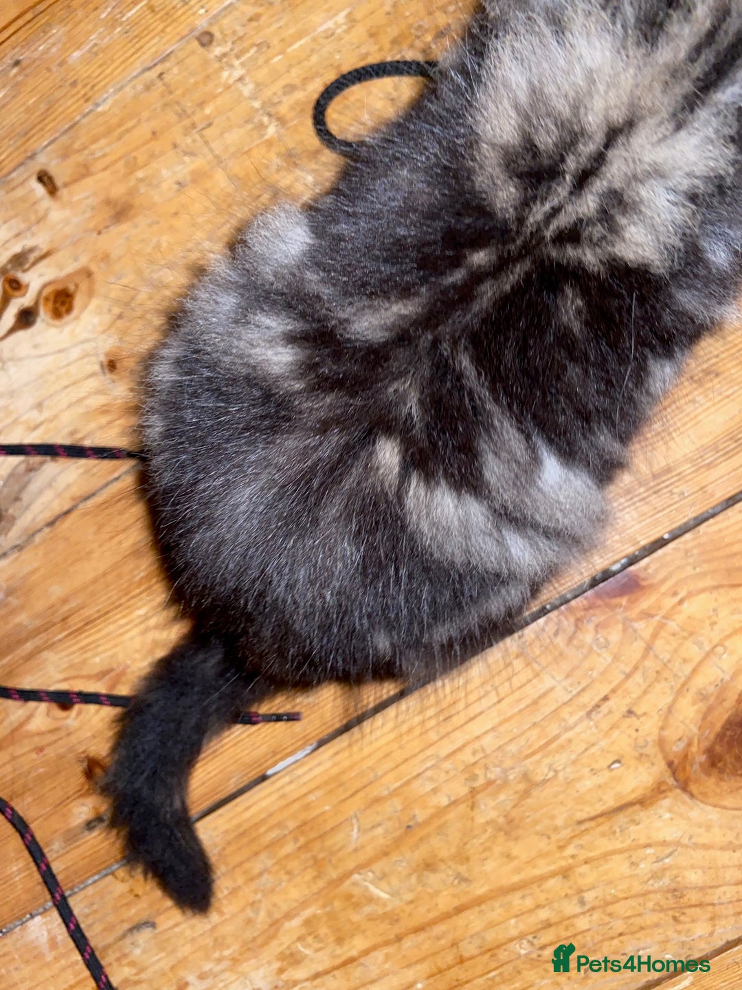 Bombay cats for sale: beautiful kittens looking for a happy safe home's  - Image 13
