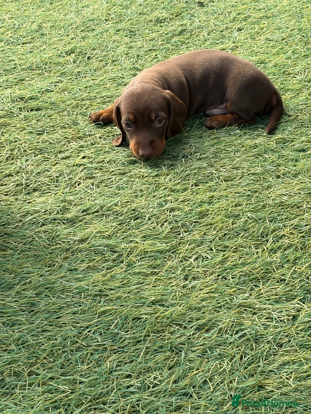 Dachshund dogs for sale: Brown and tan, beautiful little dachshund boy  boy - Advert 7