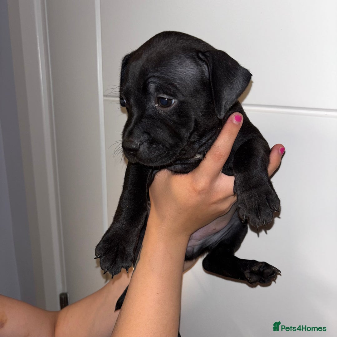 Staffordshire Bull Terrier dogs for sale: Beautiful Staffordshire bull terriers pups - Image 10