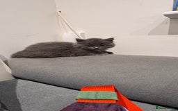 British Longhair cats for sale: British longhair ready for home in Watford - Image 29