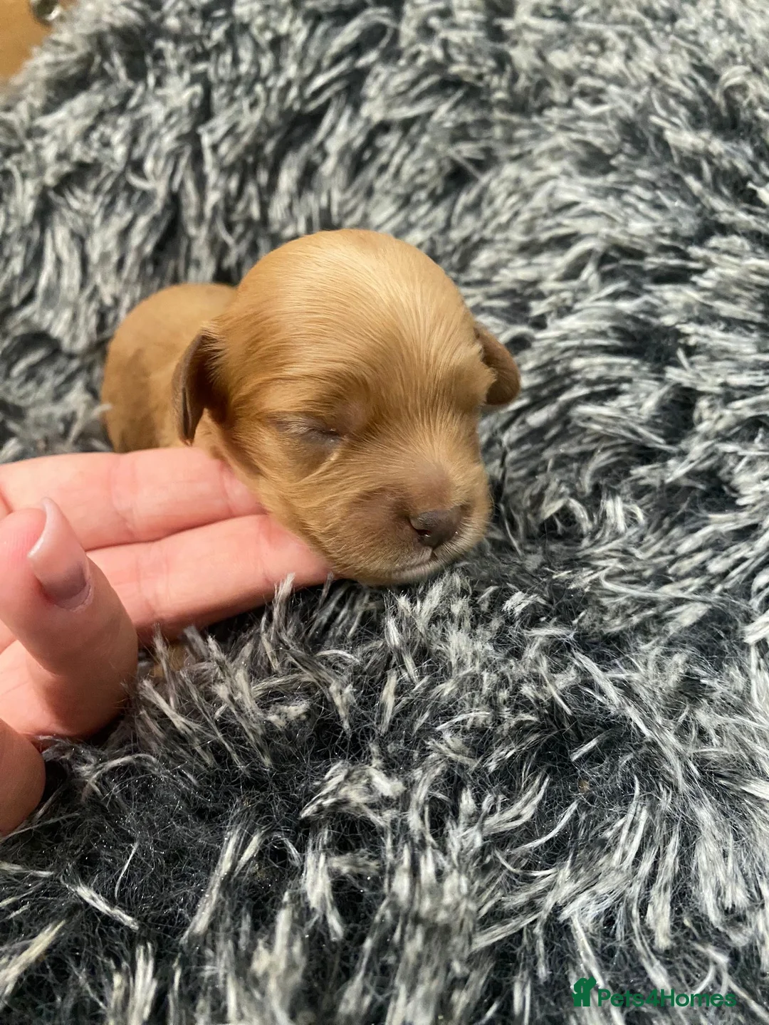 Cavapoo dogs for sale: F1 miniature cavapoo puppies - Advert 3
