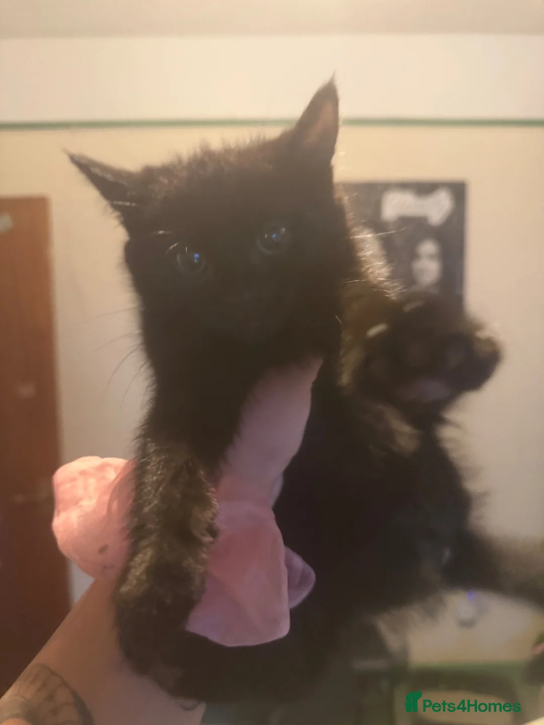 Domestic Shorthair cats for sale: Shadow, black domestic short hair  in Southampton - Advert 2