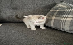 Ragdoll cats for sale: Part bred ragdolls  - Image 2