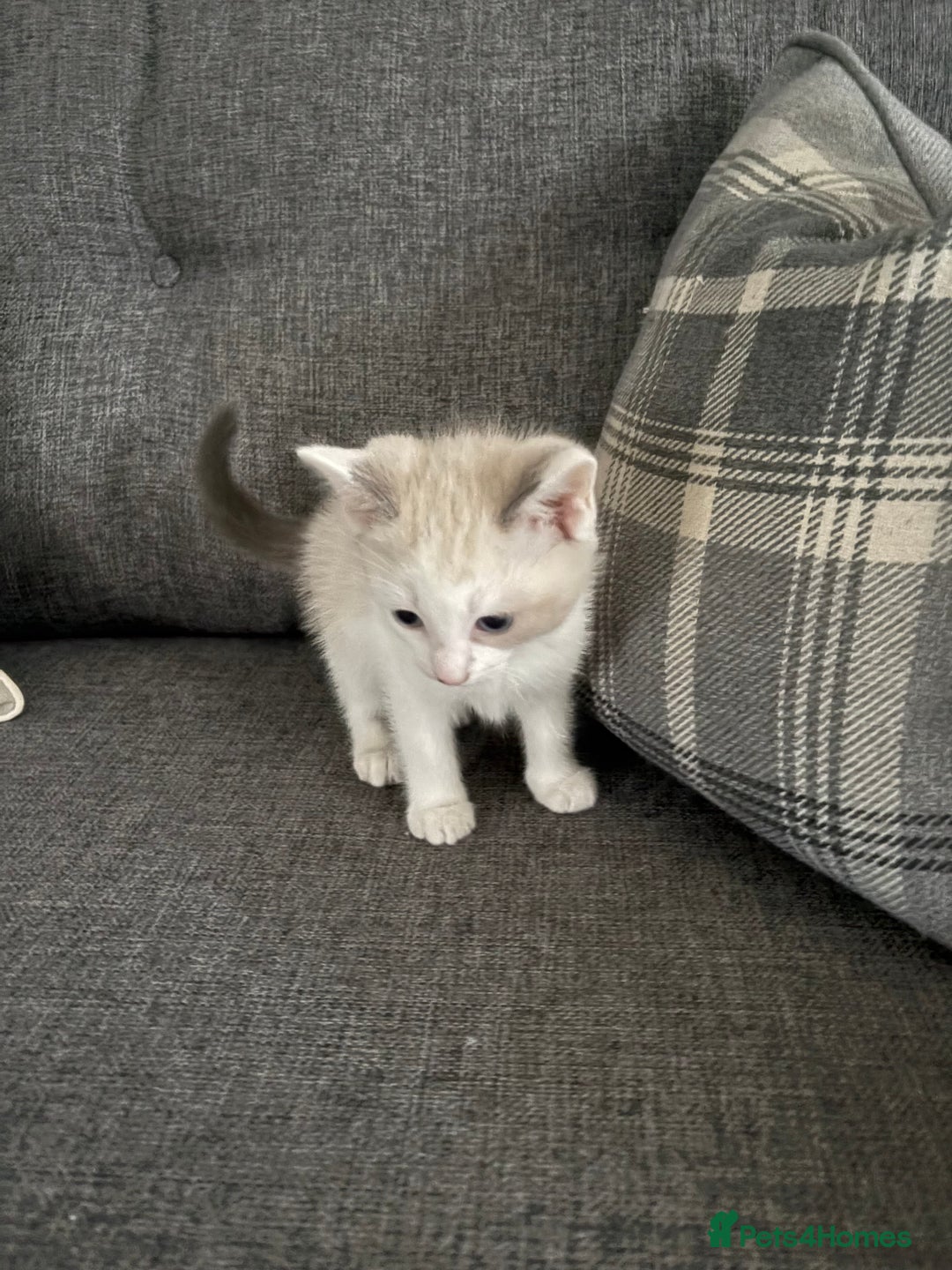 Ragdoll cats for sale: Part bred ragdolls  - Image 2