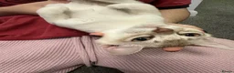 Asian cats for sale: Gccf reg Pedigree kittens  - Advert 6