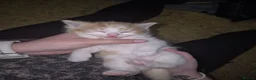 British Longhair cats for sale: Stunning Female Ginger Kittens - Advert 9
