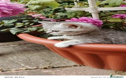 British Shorthair cats for sale: PUre tabby British short hair kittens - Image 10