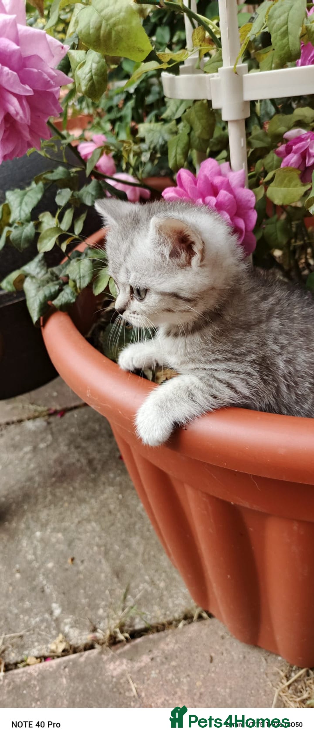 British Shorthair cats for sale: PUre tabby British short hair kittens - Image 10