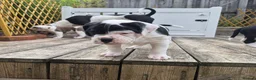 Dorset Olde Tyme Bulldogge dogs for sale: Dorset olde tyme bulldogs - Advert 6