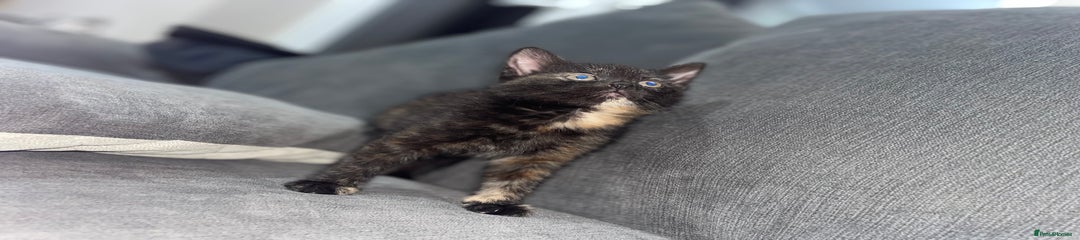 Mixed Breed Kitten 6