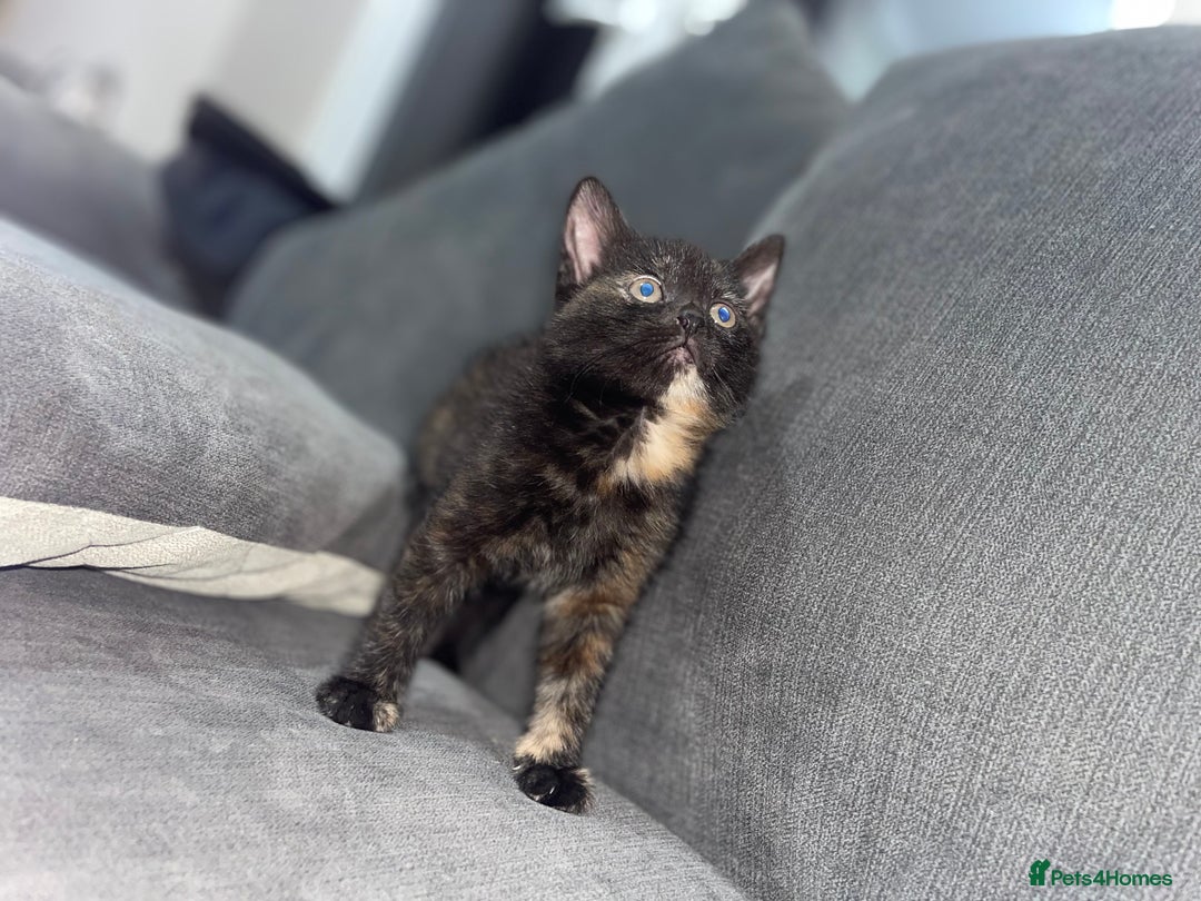 Mixed Breed cats for sale: I have 6 beautiful kittens  - Image 5