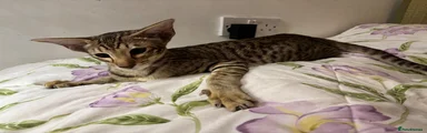 MONKEY (choc mackerel tabby oriental girl)