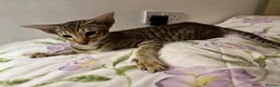 Oriental cats for sale: Playful and friendly kittens ready to leave in New Malden - Advert 7