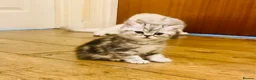 Exotic cats for sale: Exotic kittens  - Advert 2