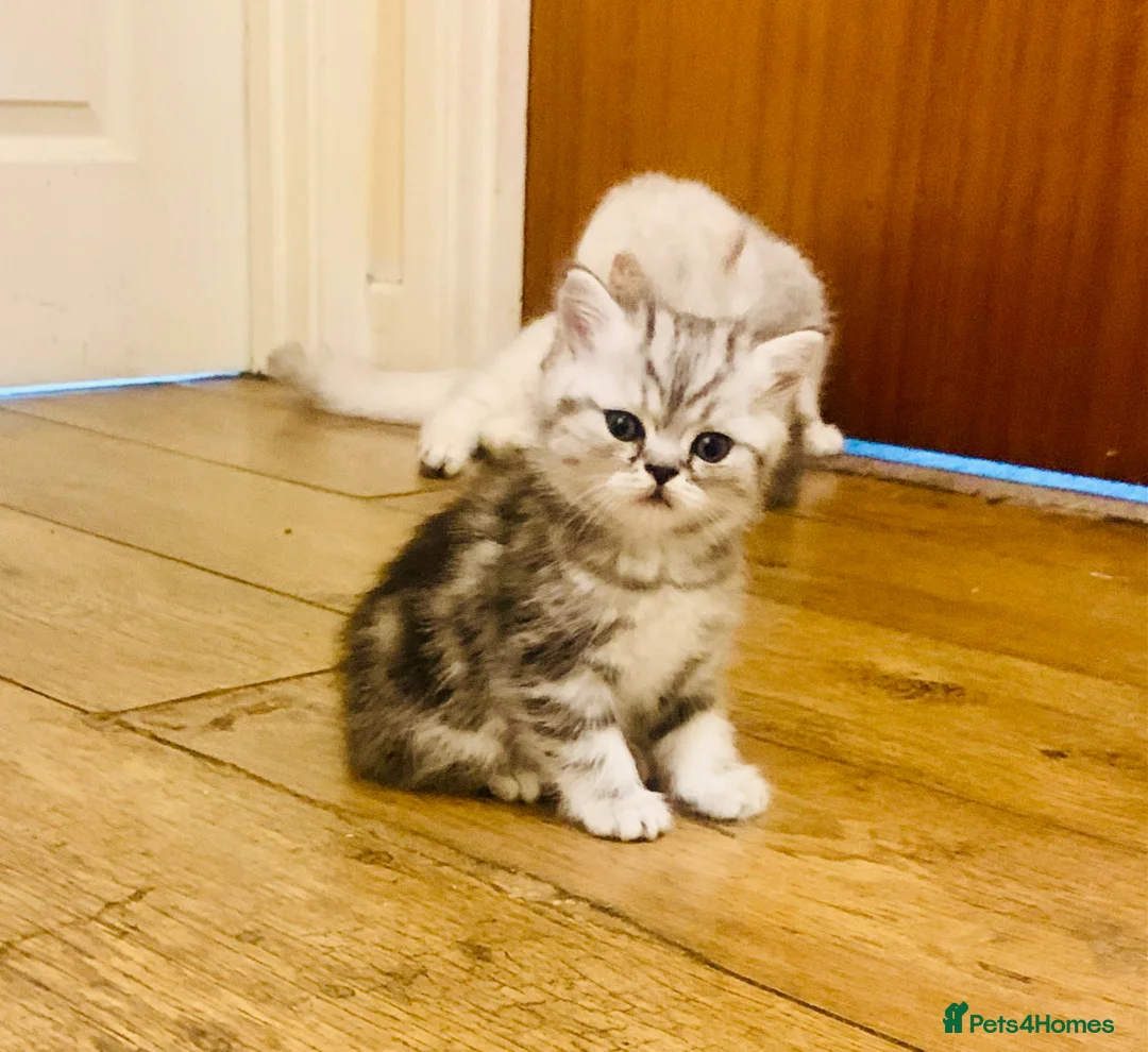 Exotic cats for sale: Exotic kittens  - Advert 2