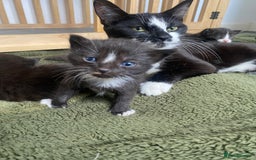 Mixed Breed cats for sale: 2 Black Kitten available 1 black and white  - Image 9