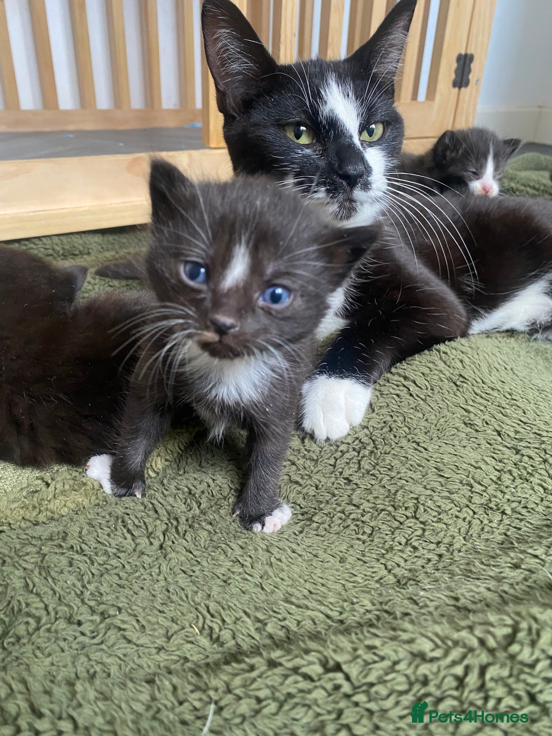 Mixed Breed cats for sale: 2 Black Kitten available 1 black and white  - Image 9