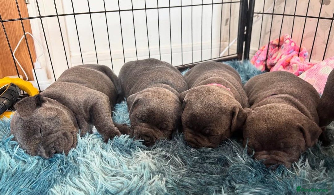 Staffordshire Bull Terrier dogs for sale: KC blue Staffordshire bull terrier puppies  - Advert 28