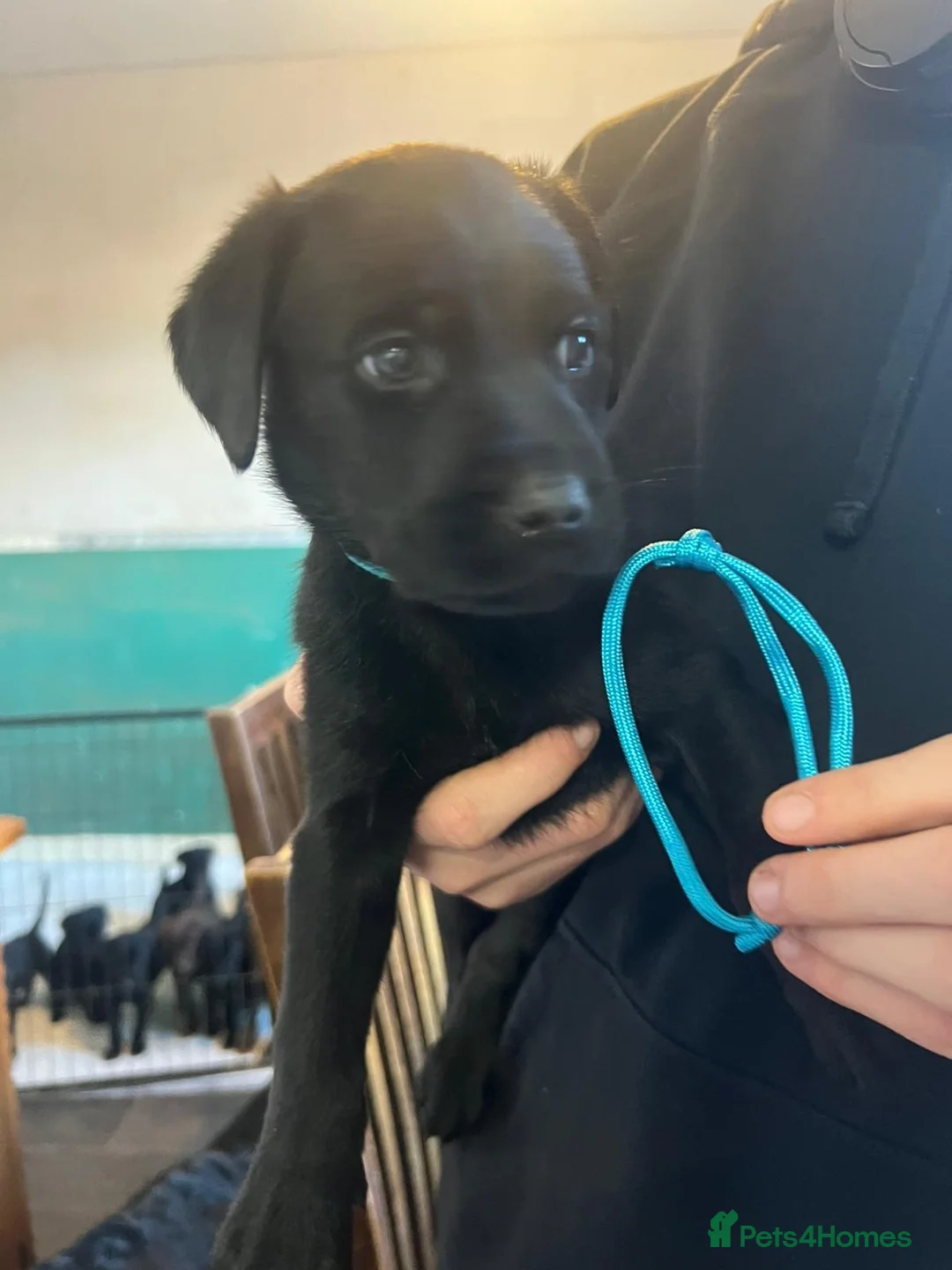 Mixed Breed dogs for sale: Labrador retriever cross - Advert 23