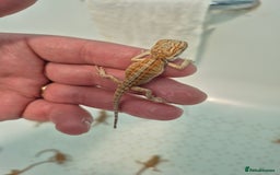 Bearded Dragon reptiles for sale: Bearded dragons  - Image 12