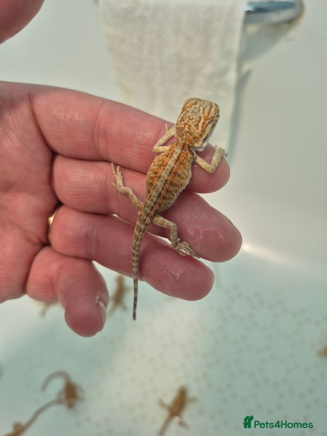 Bearded Dragon reptiles for sale: Bearded dragons  - Image 12