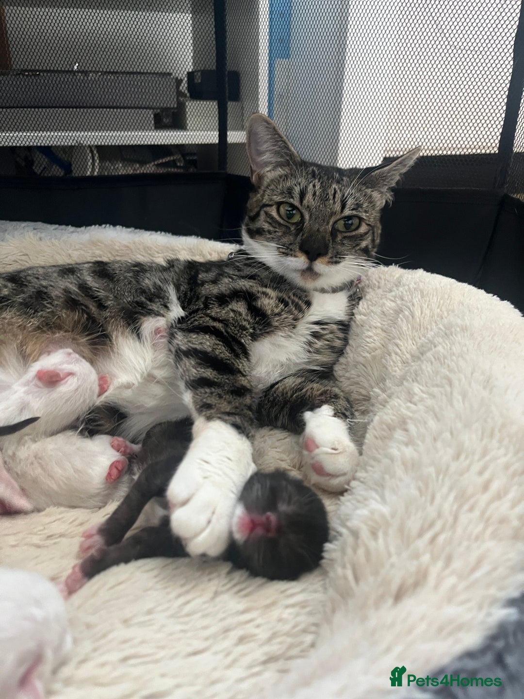 Bengal cats for sale: Ragdoll x Egyptian mau kitties  - Image 15