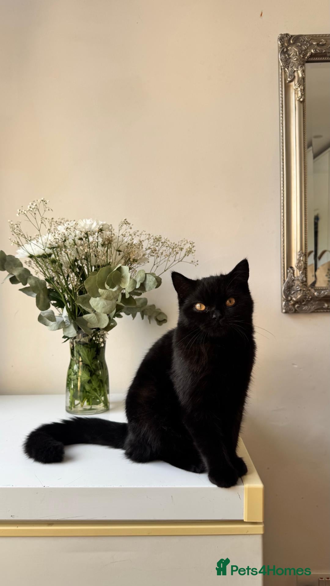 British Shorthair cats Stunning Black British Shorthair! - Advert 1