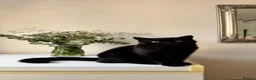 British Shorthair cats for sale: Stunning Black British Shorthair! - Advert 1