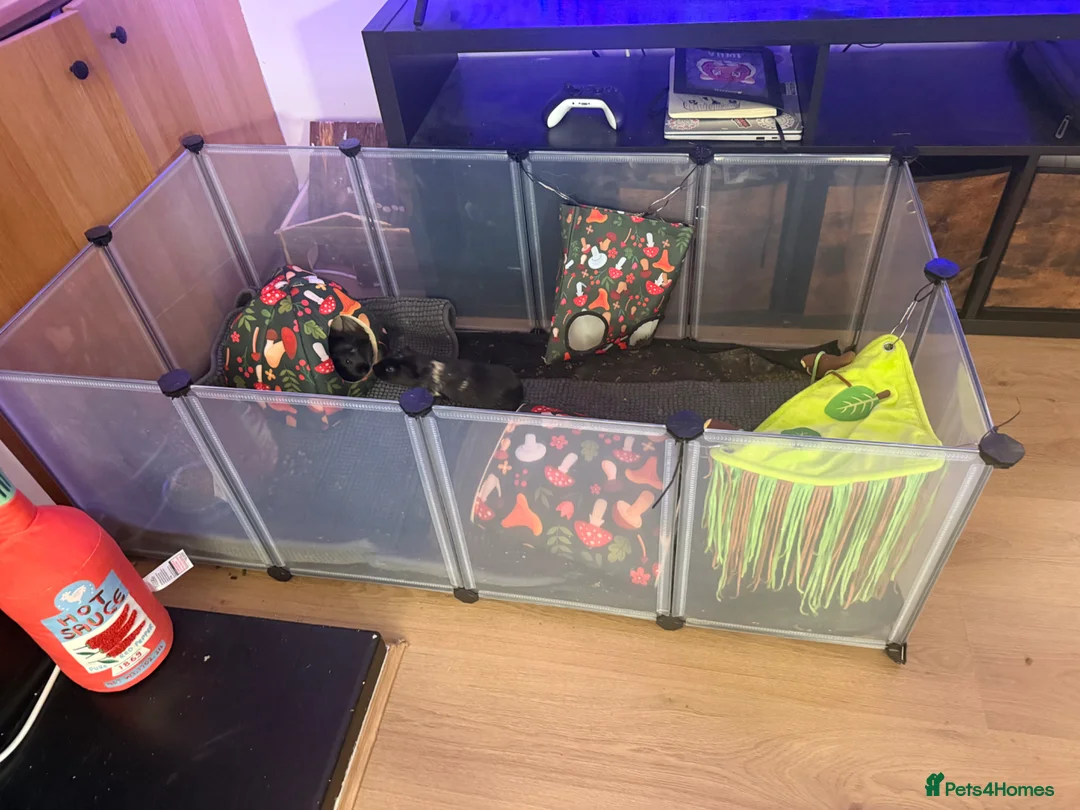 Guinea Pig rodents for sale: 2 male guinea pigs in Gravesend - Advert 2