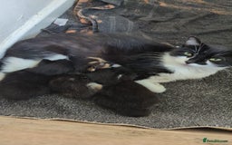 Mixed Breed cats for sale: Kittens - Image 5