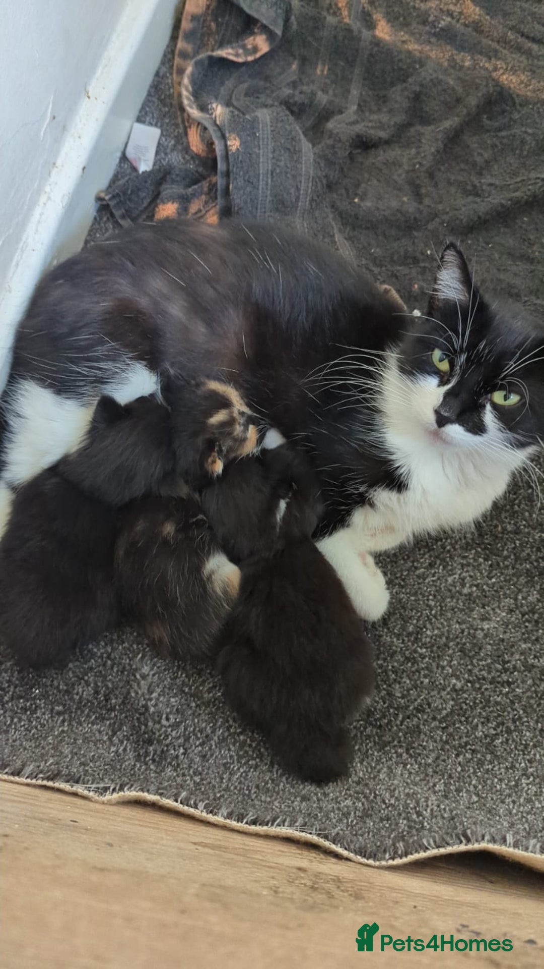 Mixed Breed cats for sale: Kittens - Image 5