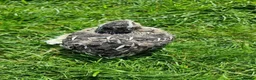 Quail poultry for sale: 🐣 Live Coturnix Jumbo Quail for Sale 🐣 - Advert 12