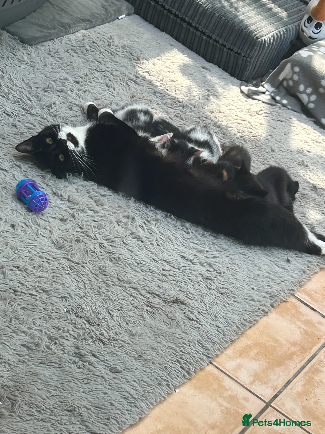 Mixed Breed cats for sale: Mixed kittens  in Northampton - Advert 1