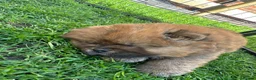 Chow Chow dogs for sale: KC Registered Chow Chow Puppies for Sale  - Advert 6