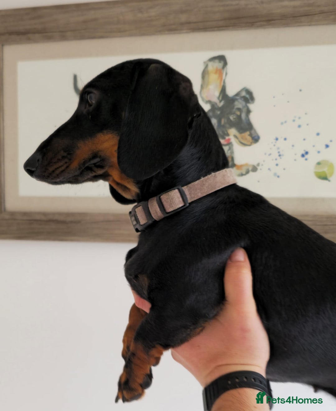 Miniature Dachshund dogs for sale: Miniature dachshund female - Image 17