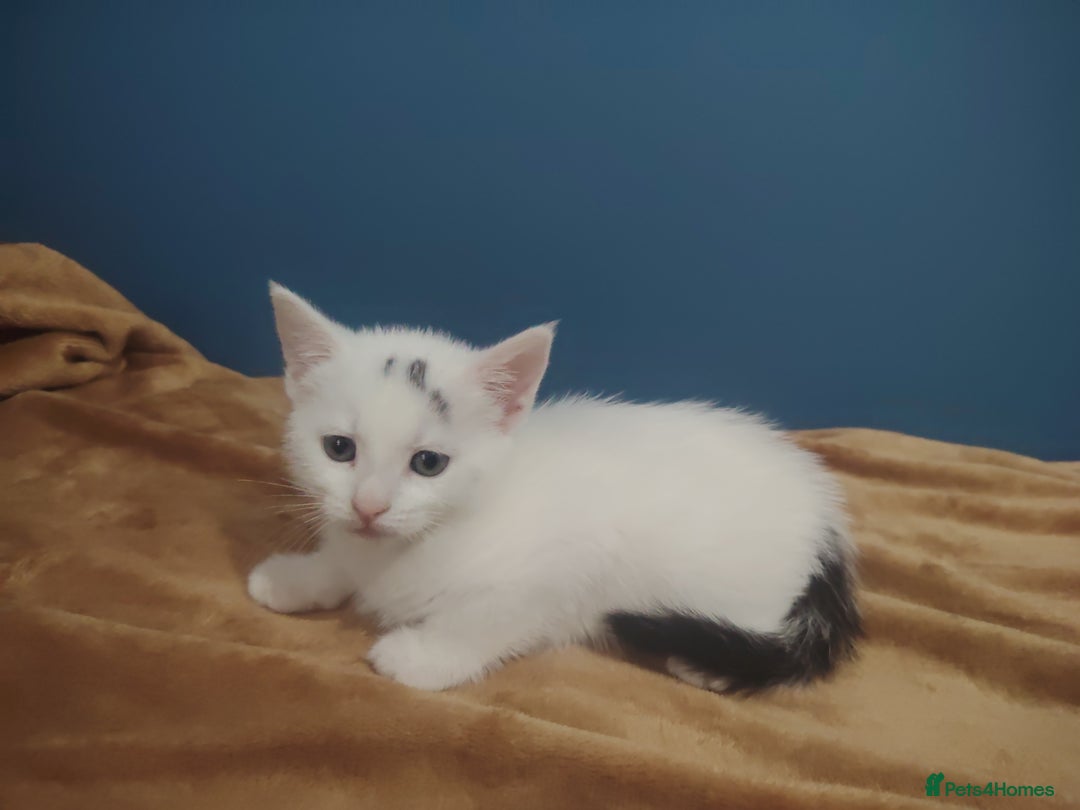 Mixed Breed cats for sale: Kittens  - Image 9