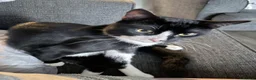 British Shorthair cats for sale: ZigZag Male cat tuxedo in Birmingham - Advert 4