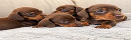 Miniature Dachshund dogs for sale: KC registered MINIATURE DACHSHUND GIRLS - Advert 3