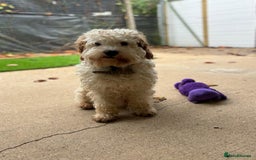 Cavapoo dogs for adoption: Mike  in Leicester - Image 5