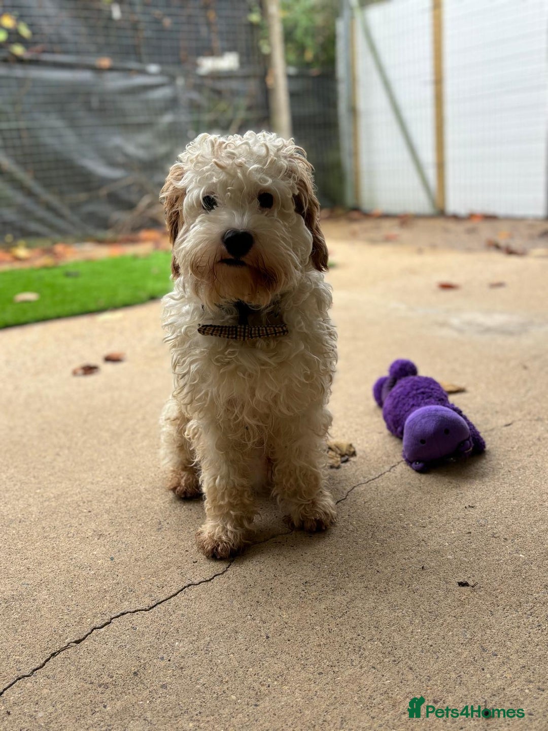 Cavapoo dogs for adoption: Mike  in Leicester - Image 5