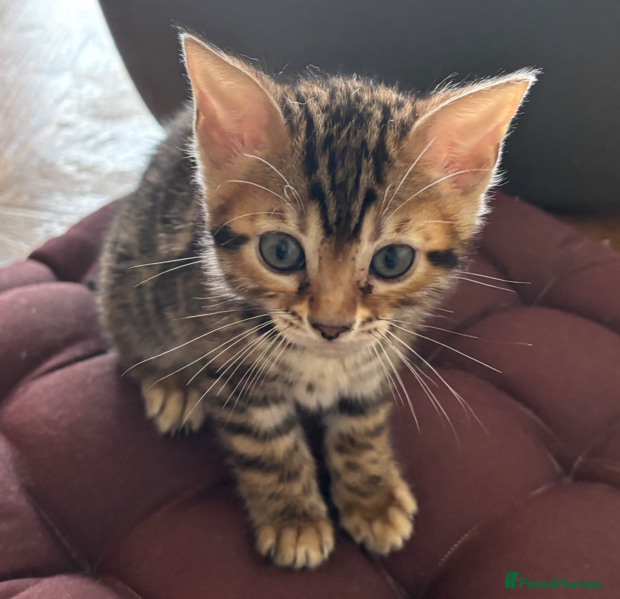 Bengal cats Bengal kittens looking for their forever home - Advert 1